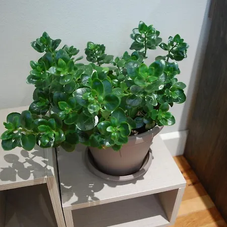 здравец 特里亚夫纳