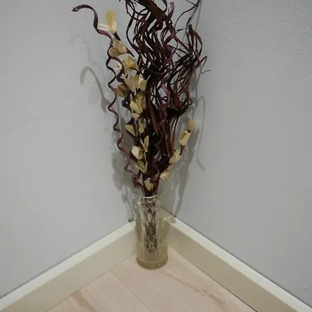 здравец * 特里亚夫纳