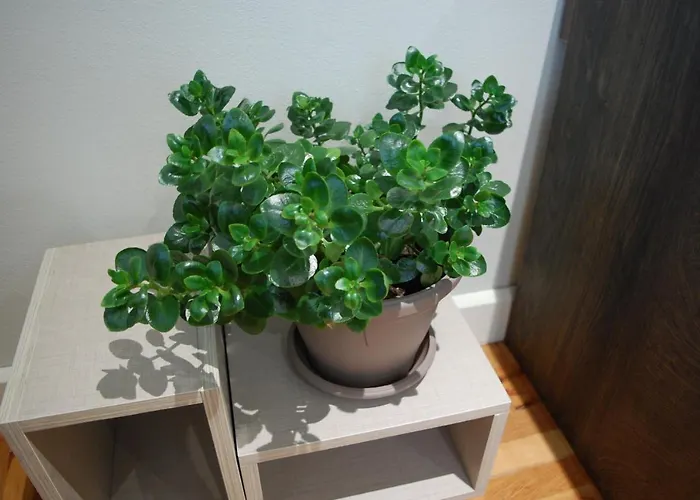 здравец Tryavna